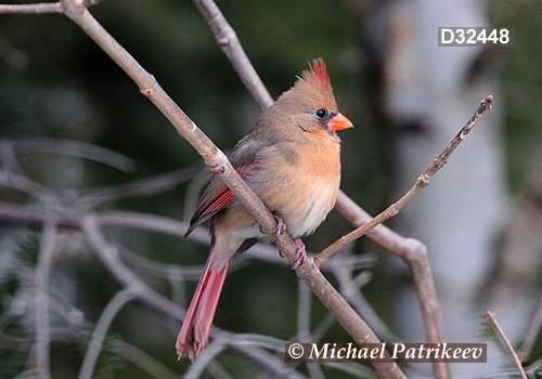 Northern Cardinal (Cardinalis cardinalis)